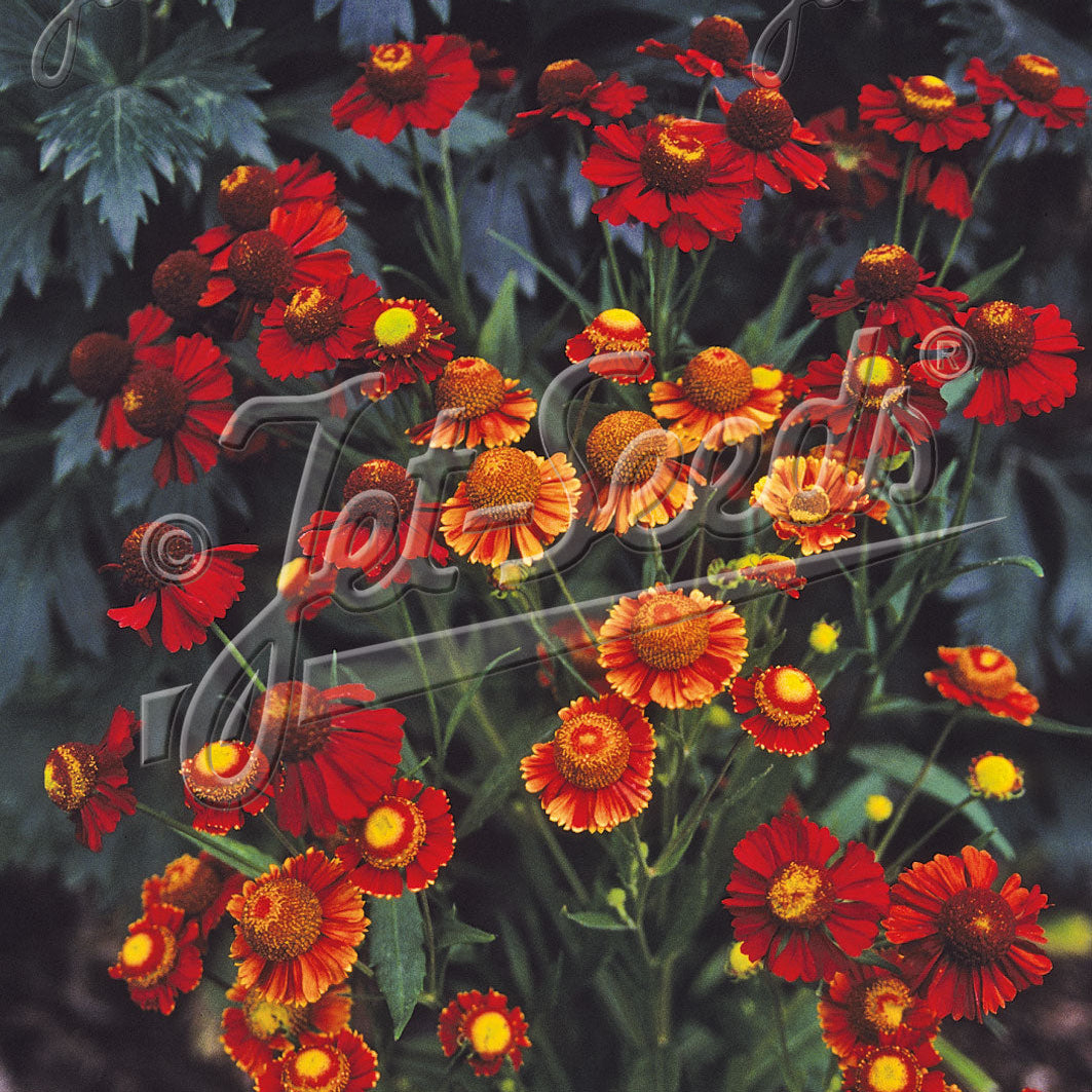 Helenium autumnale Helena Red Shades DP50