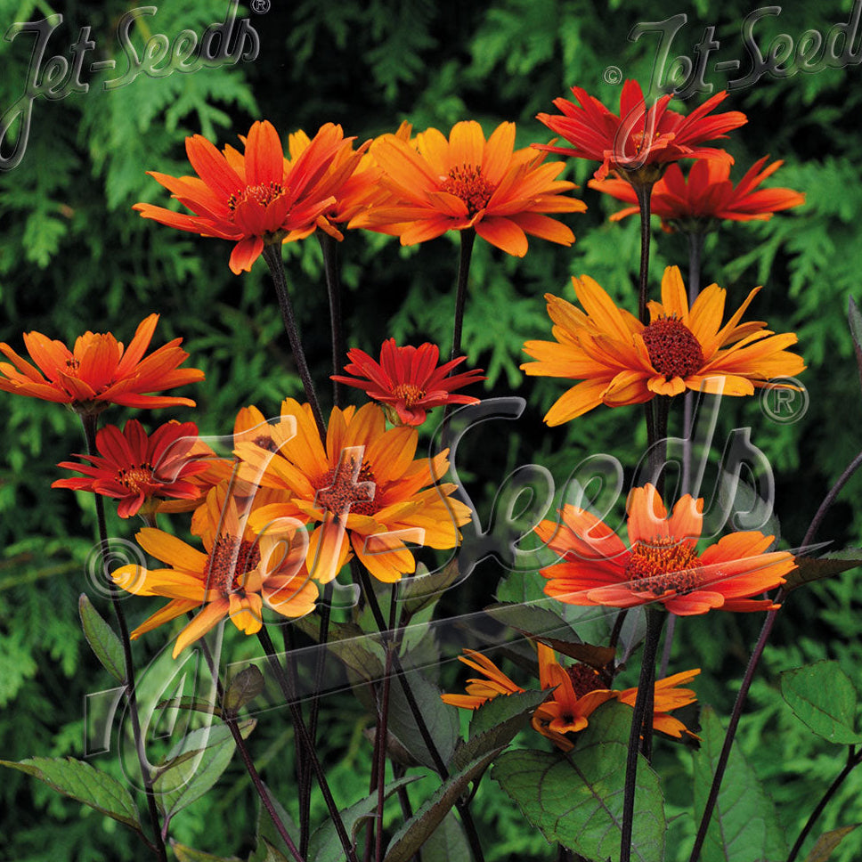 Heliopsis helianthoides var. scabra Bleeding Heart 1G