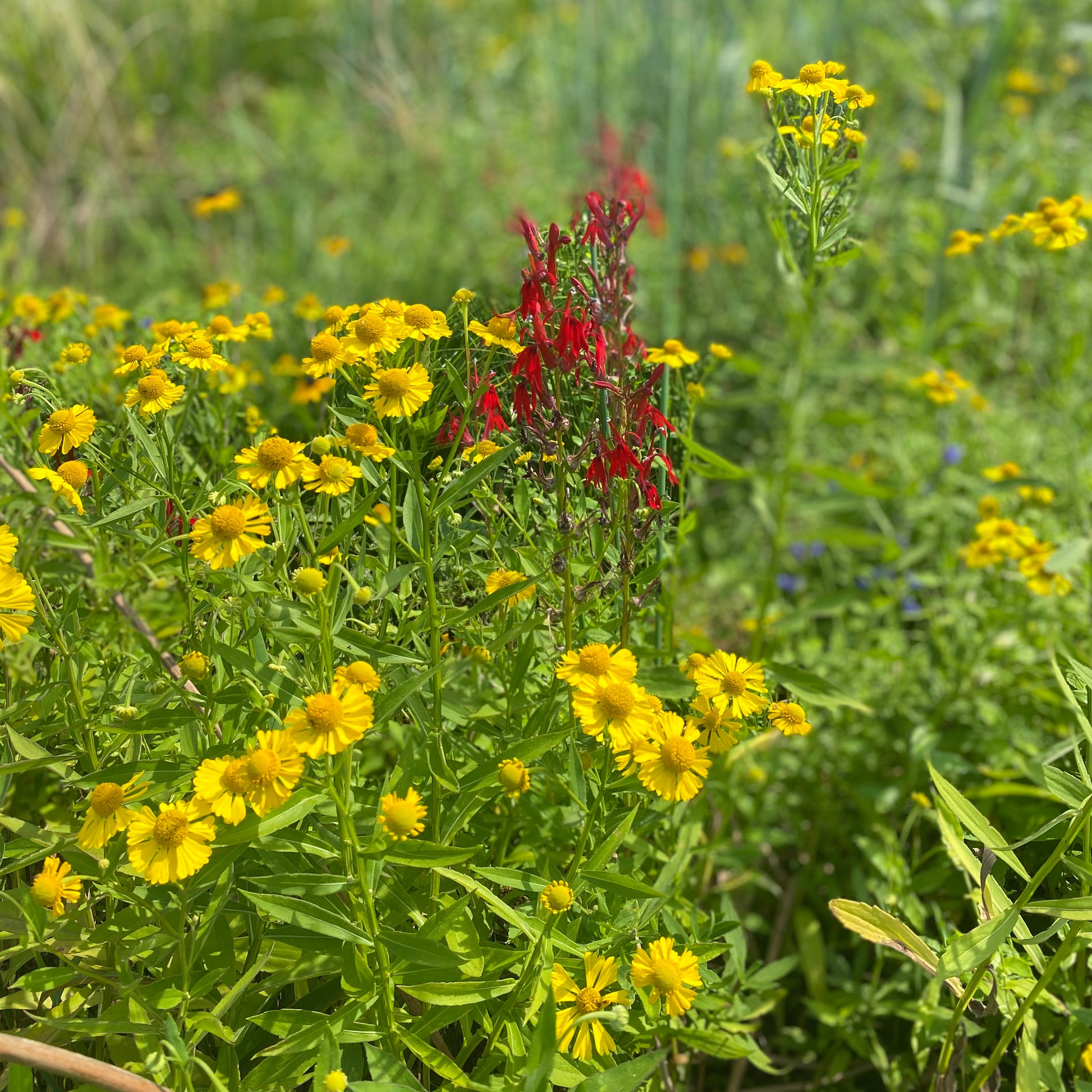 Helenium autumnale DP50