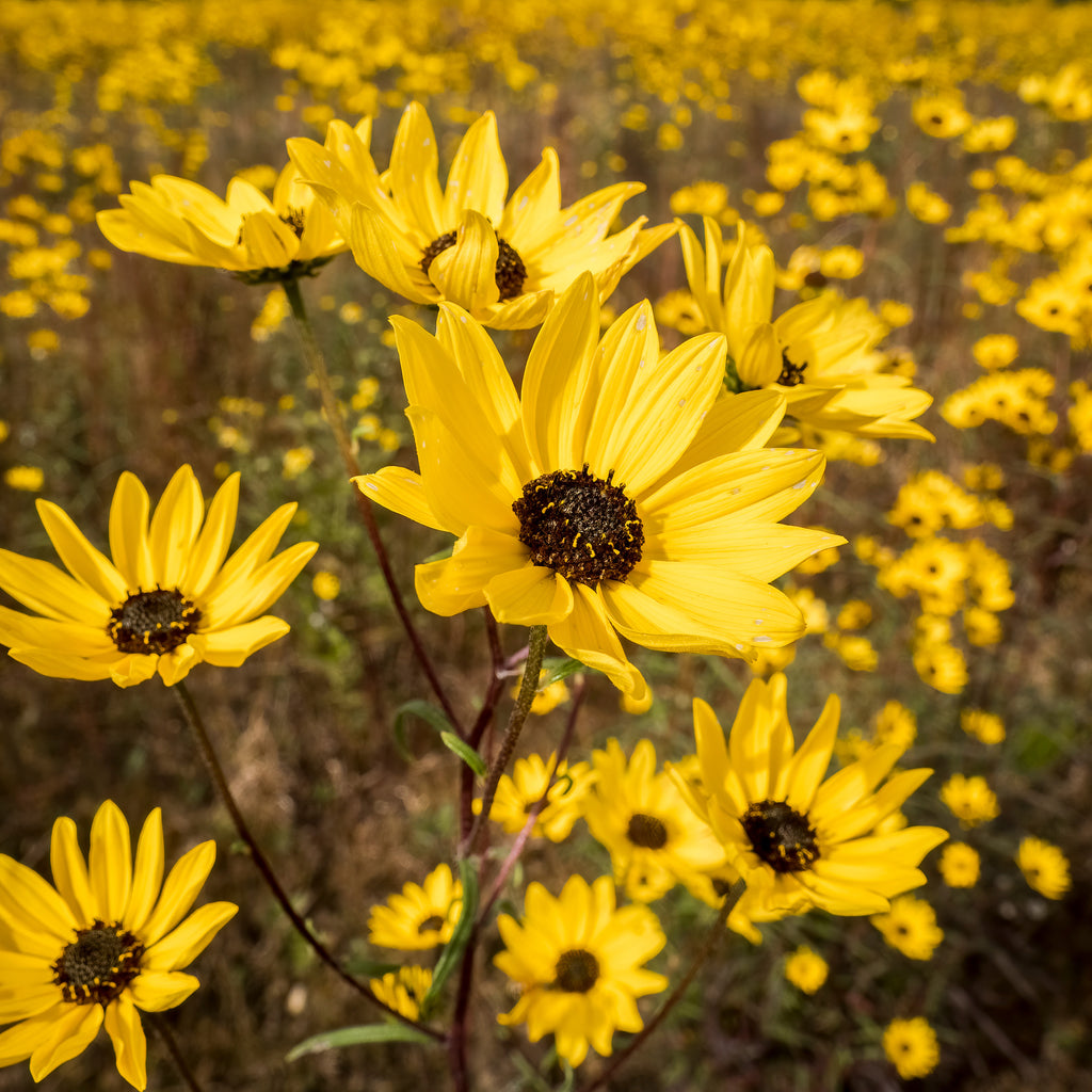 Helianthus angustifolius 1G