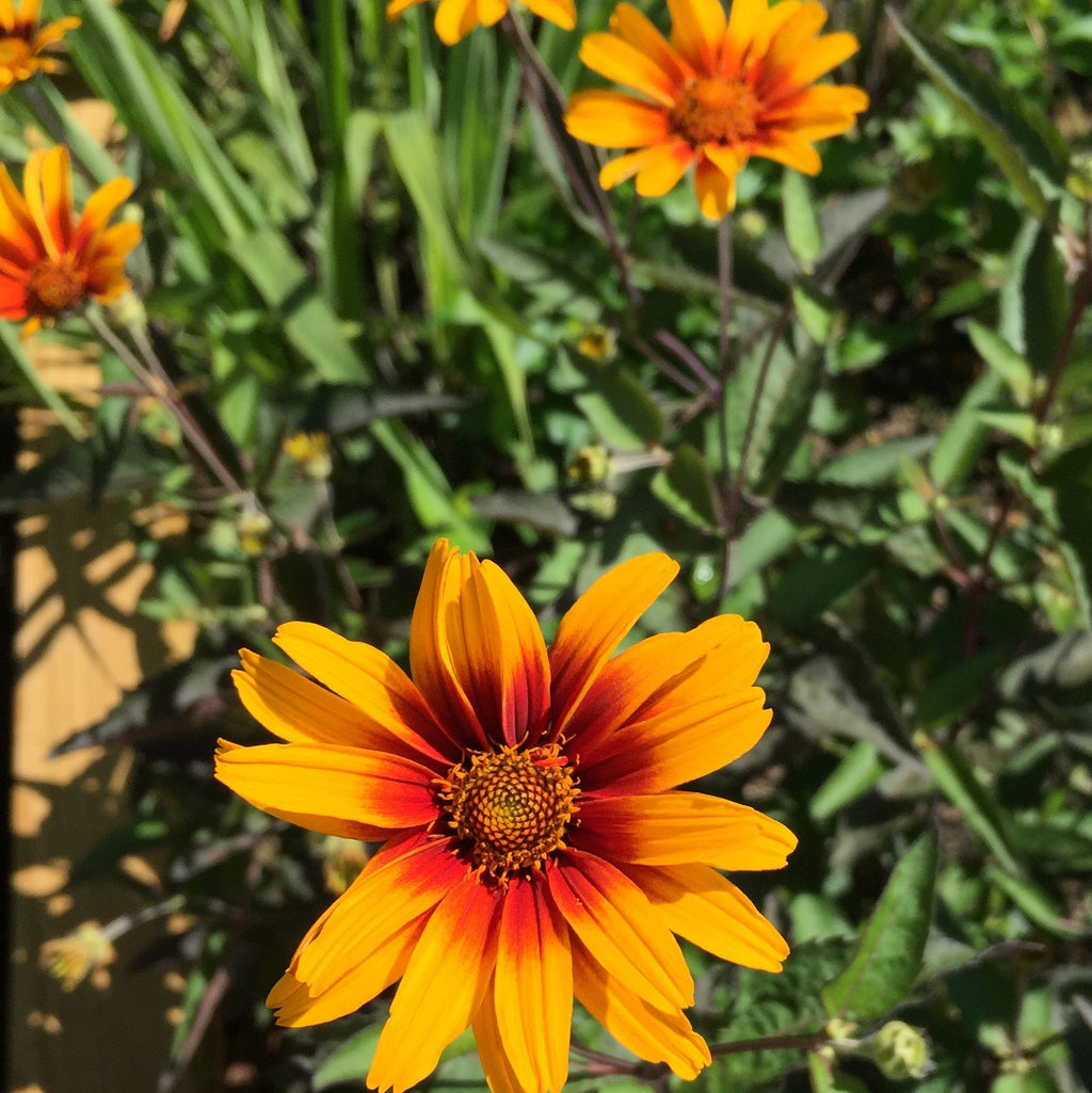 Heliopsis helianthoides var. scabra Burning Hearts 1G