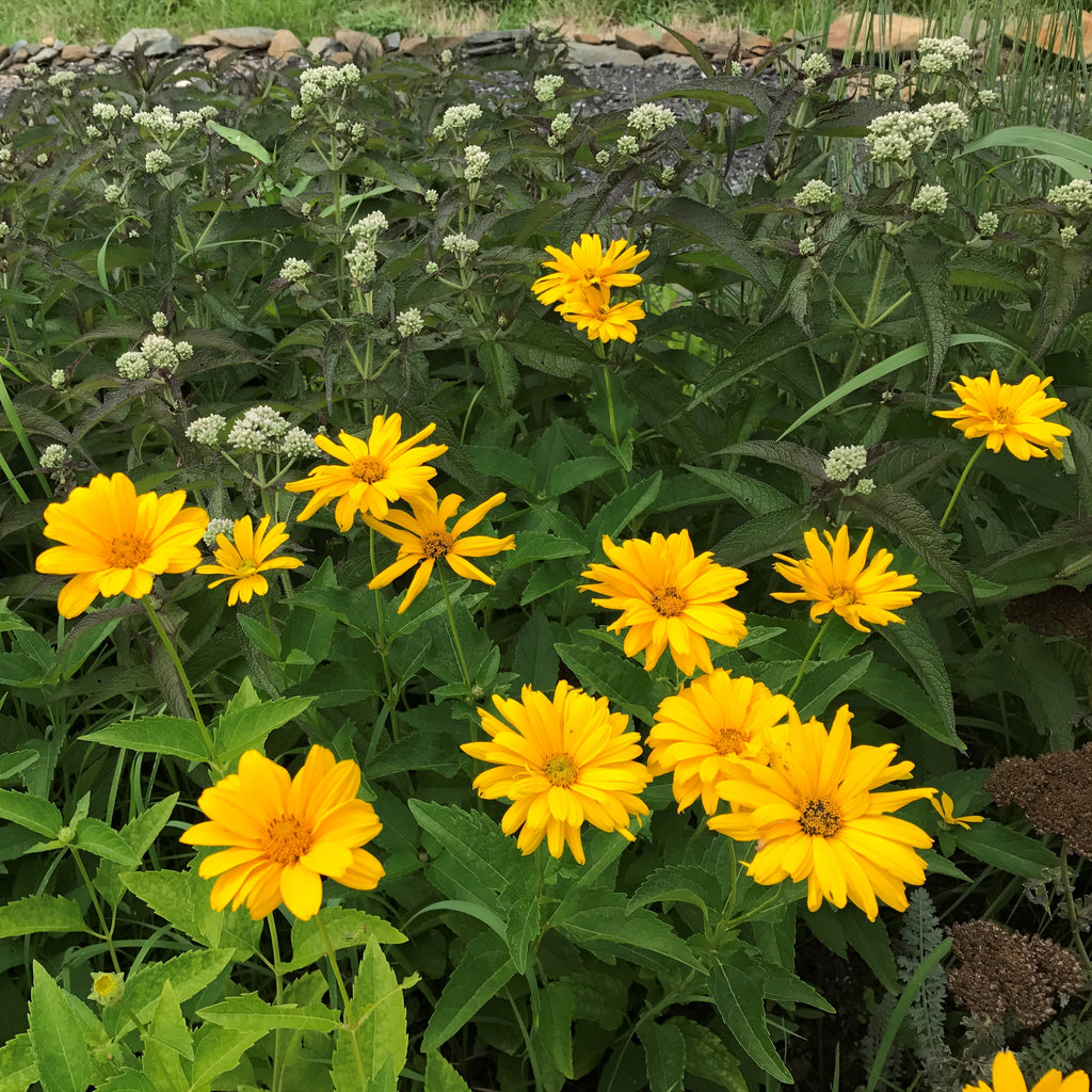 Heliopsis helianthoides var. scabra Summer Sun DP50