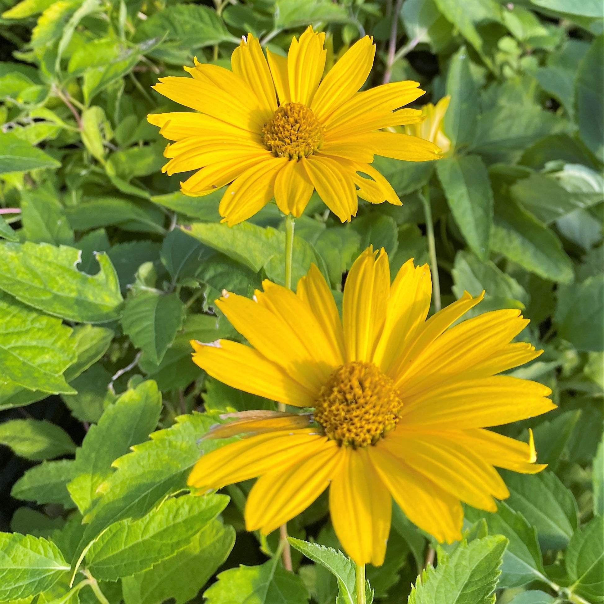 Heliopsis helianthoides var. scabra Summer Sun DP50