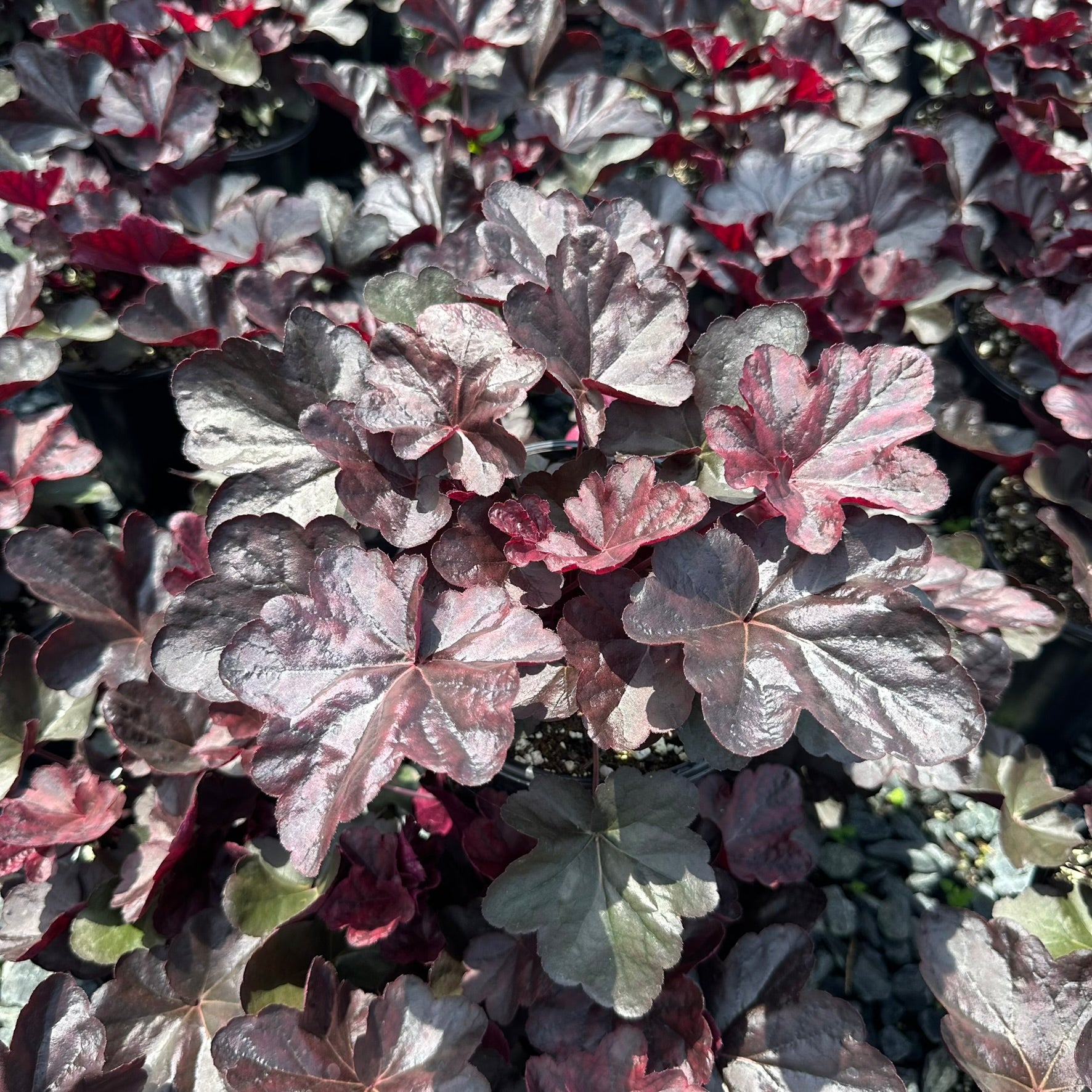 Heuchera x Obsidian 1G