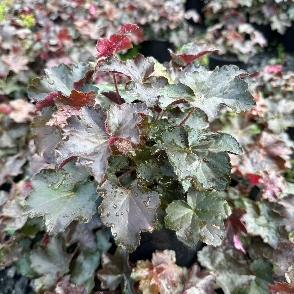 Heuchera micrantha Palace Purple 1G
