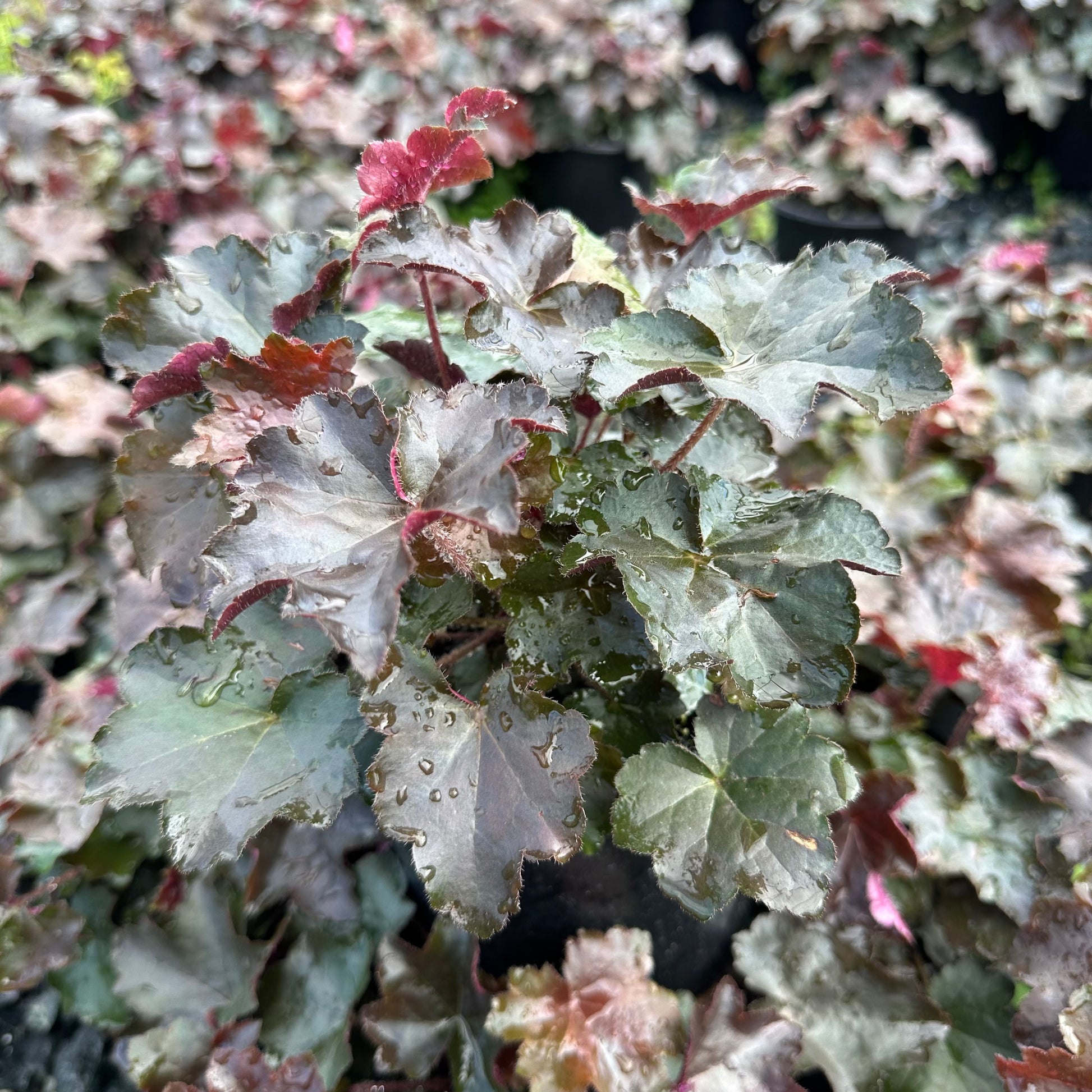 Heuchera micrantha Palace Purple 1G