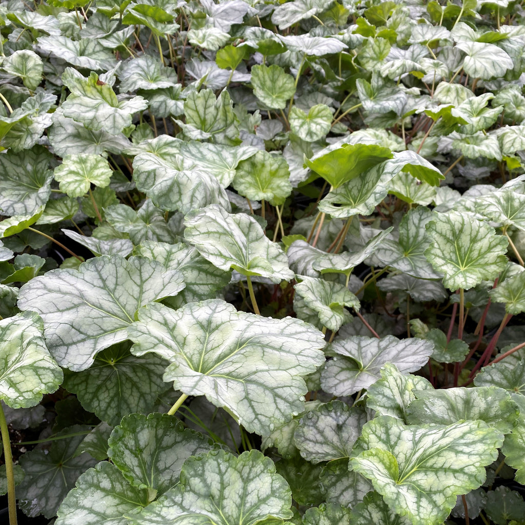 Heuchera americana Dale's Strain DP50