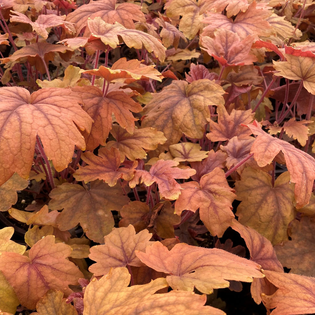 Heucherella x Sweet Tea 1Q