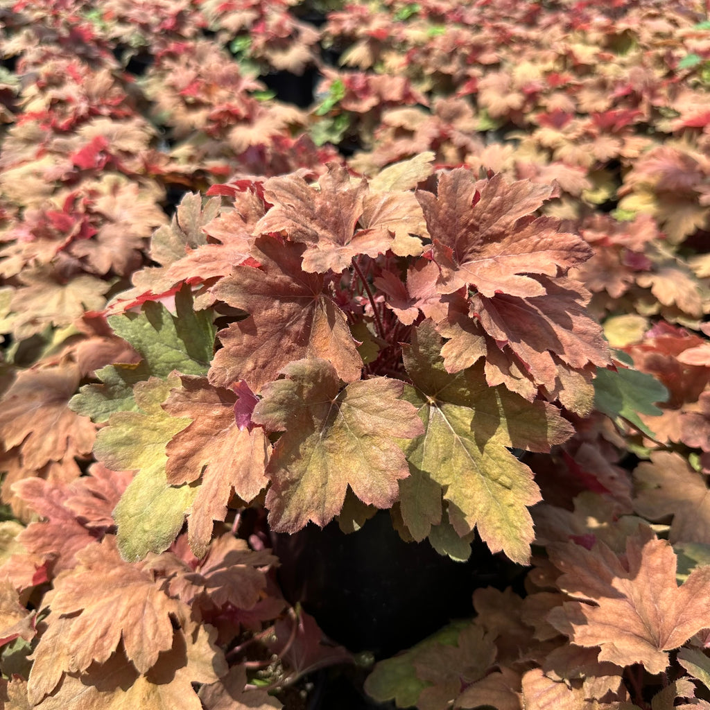 Heucherella x Sweet Tea 1Q