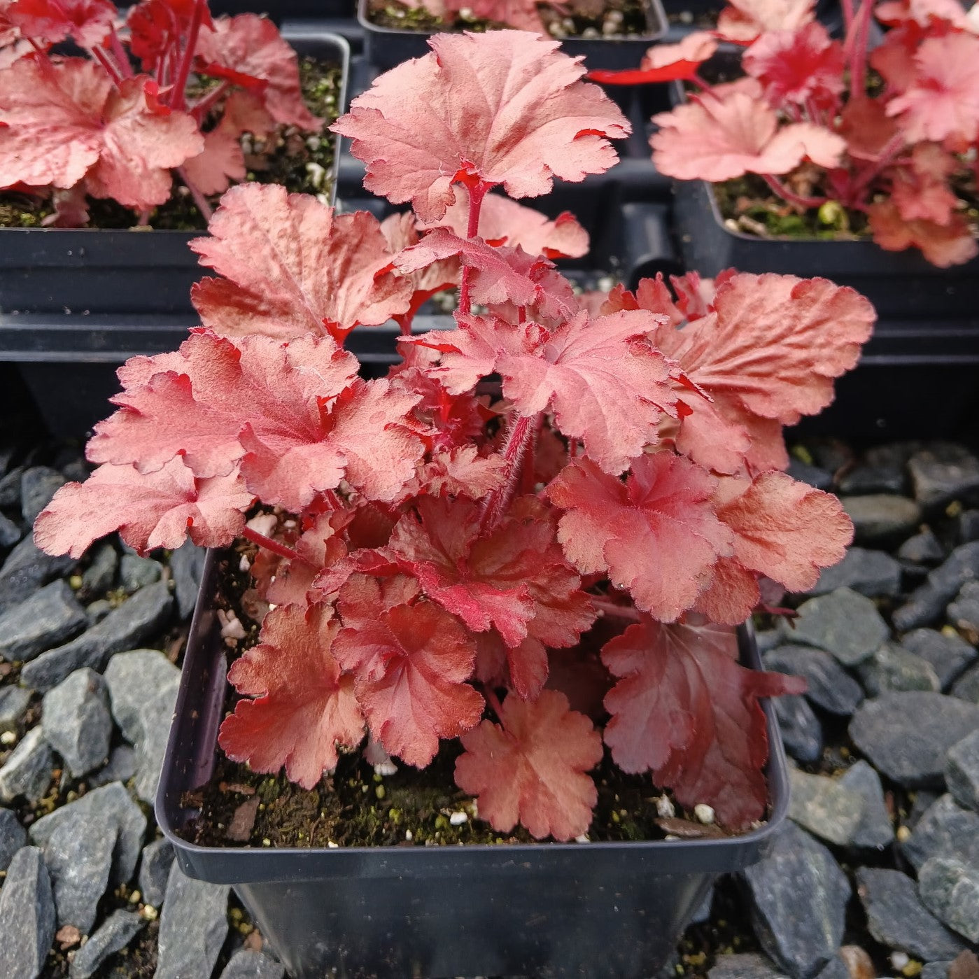 Heuchera x Forever Red 1Q