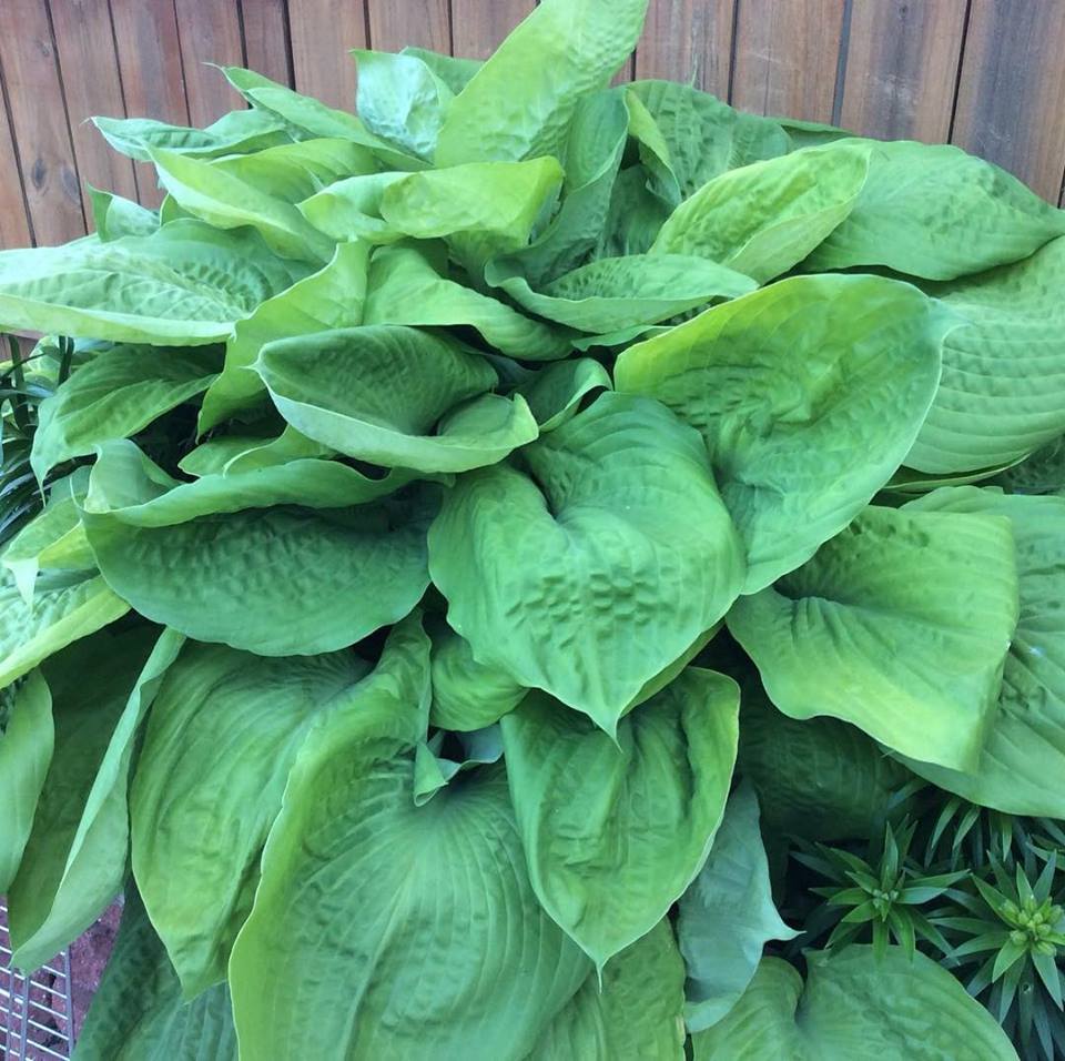 Hosta x Sum and Substance 1G