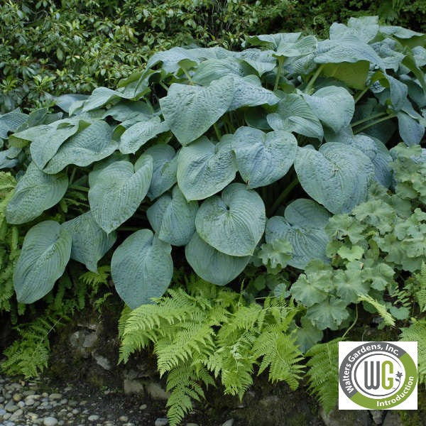 Hosta x Blue Angel 1G