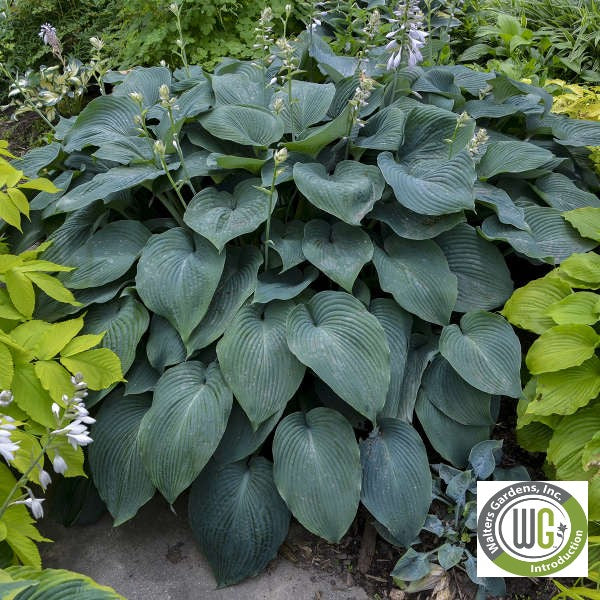 Hosta x Blue Angel 1G