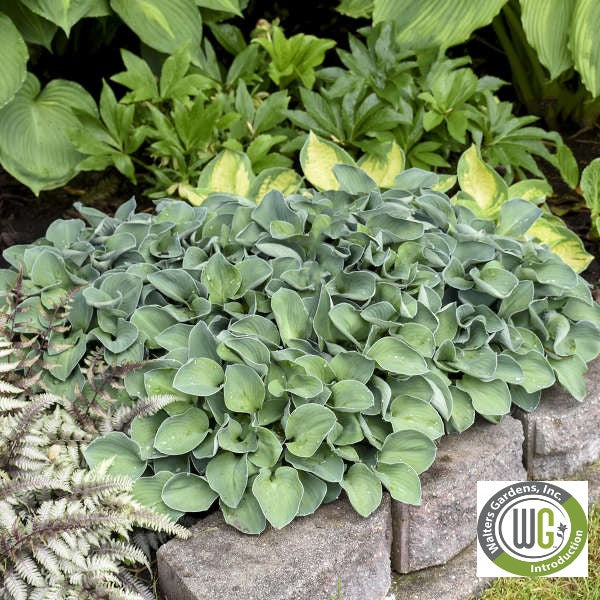 Hosta x Blue Mouse Ears 1Q