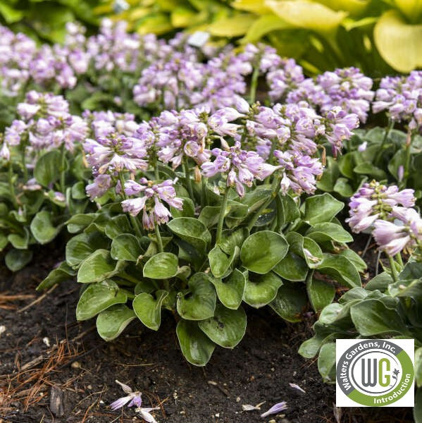 Hosta x Blue Mouse Ears 1Q