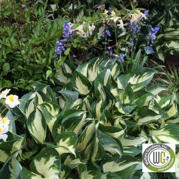 Hosta x Fire and Ice 1Q