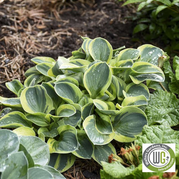 Hosta x Mighty Mouse 1Q