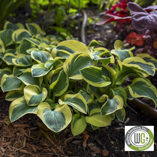 Hosta x Mighty Mouse 1Q
