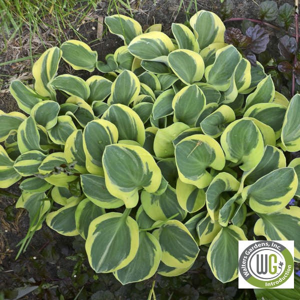 Hosta x Mighty Mouse 1Q