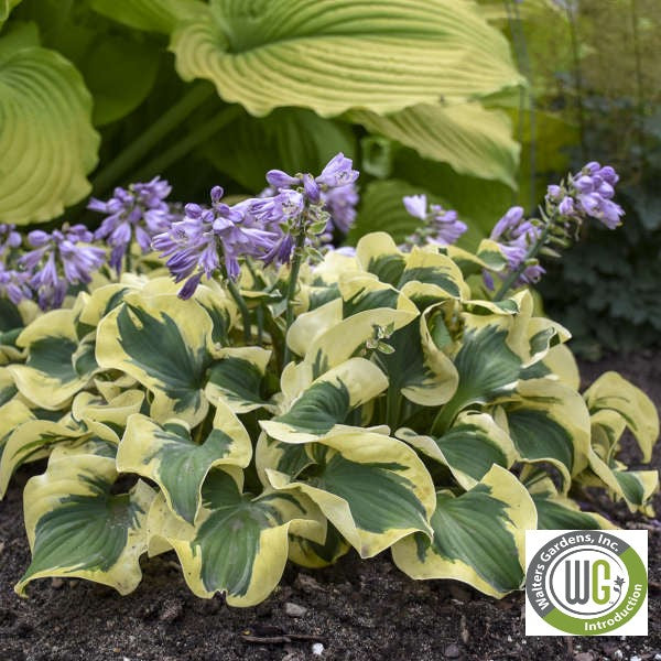 Hosta x Mini Skirt 1Q
