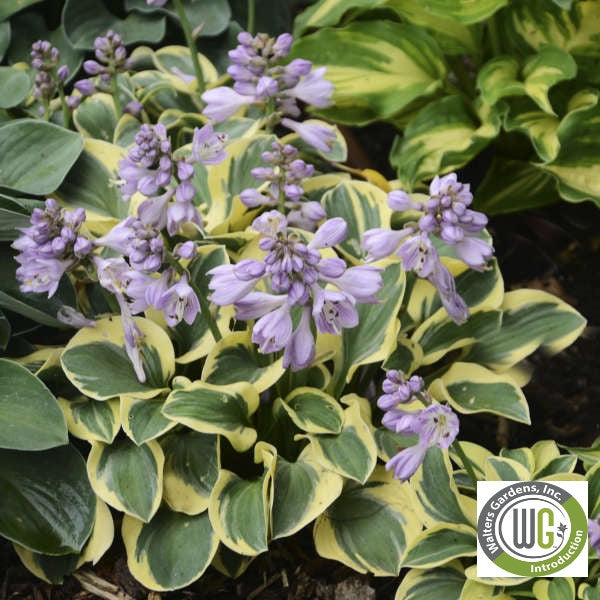 Hosta x Mini Skirt 1Q