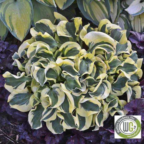 Hosta x Mini Skirt 1Q