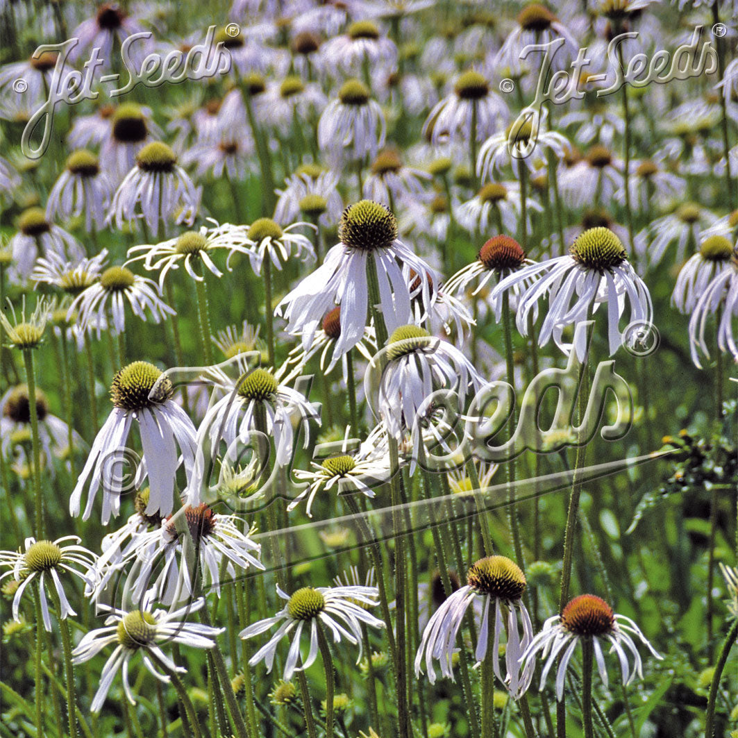 Echinacea pallida Hula Dancer 1Q