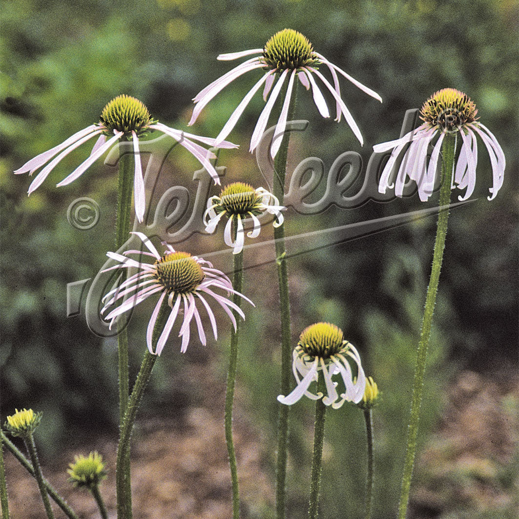 Echinacea pallida Hula Dancer 1Q