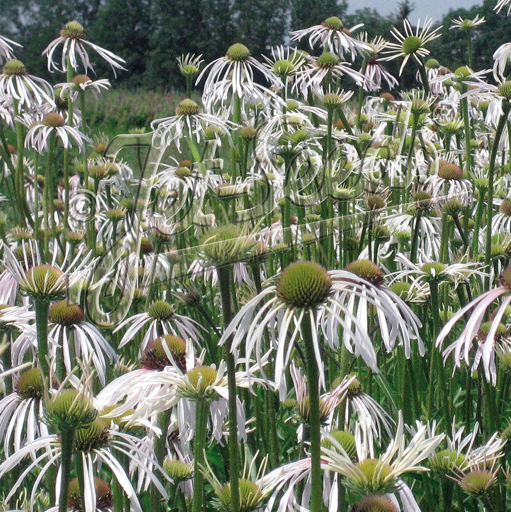 Echinacea pallida Hula Dancer 1Q