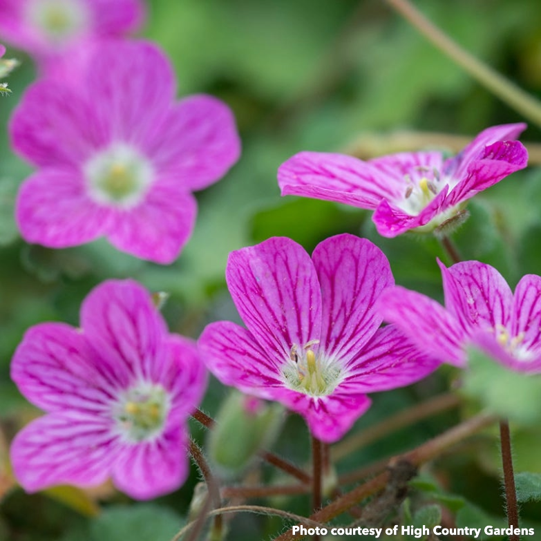 Erodium x variable William Bishop 1Q