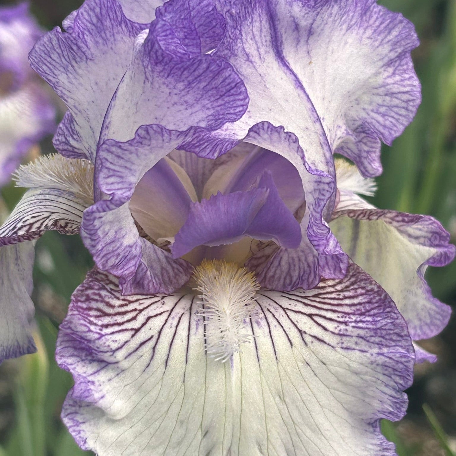 Iris germanica Hemstitched 3.25"