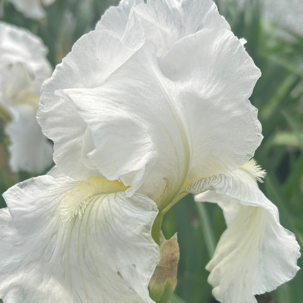 Iris germanica Immortality 3.25"
