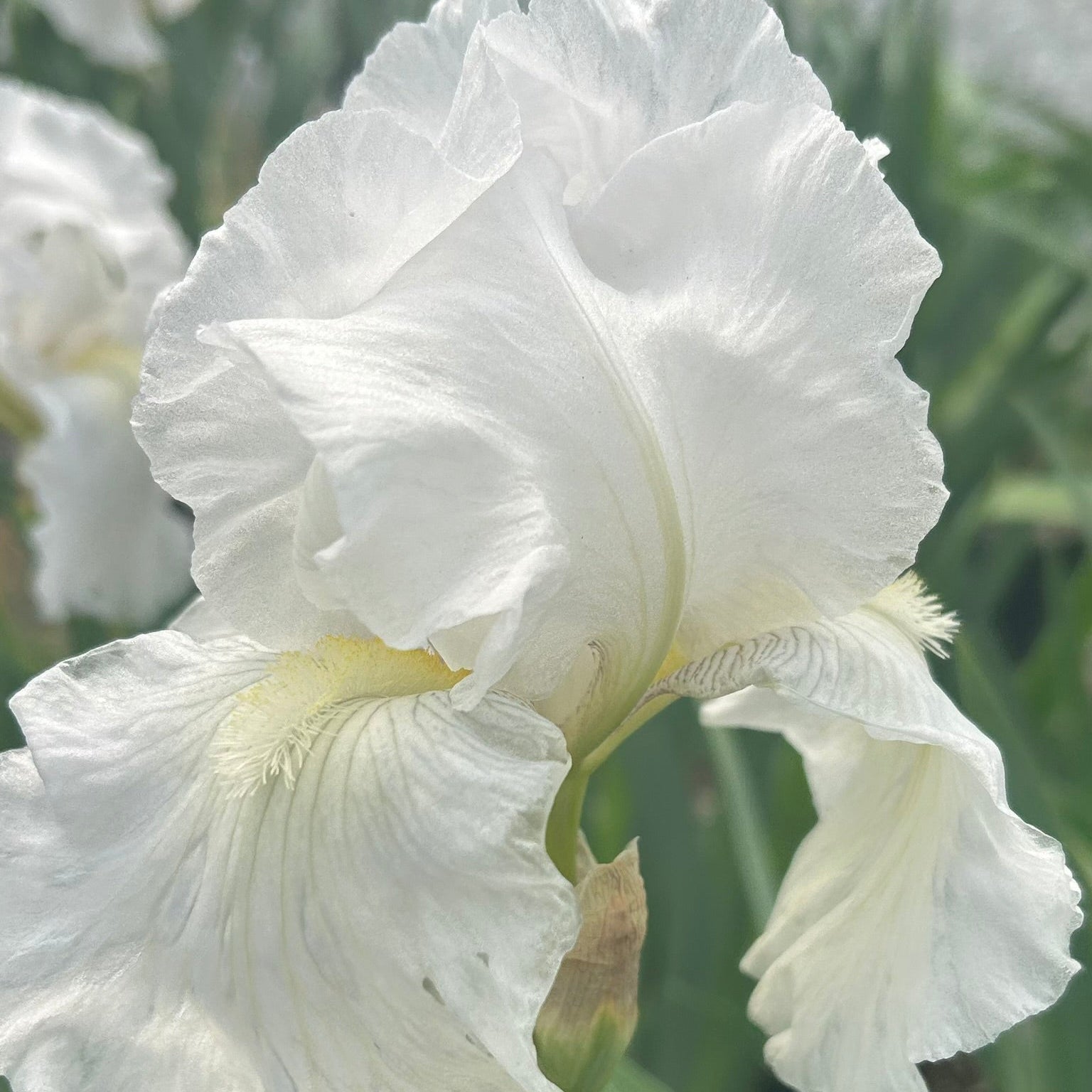 Iris germanica Immortality 3.25"