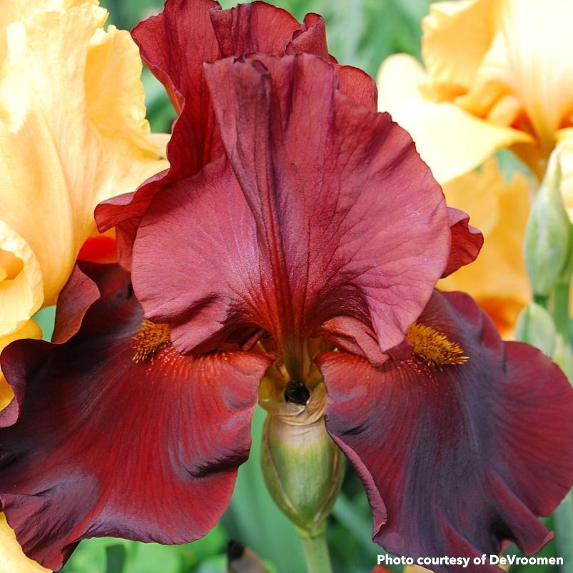 Iris germanica War Chief 3.25"