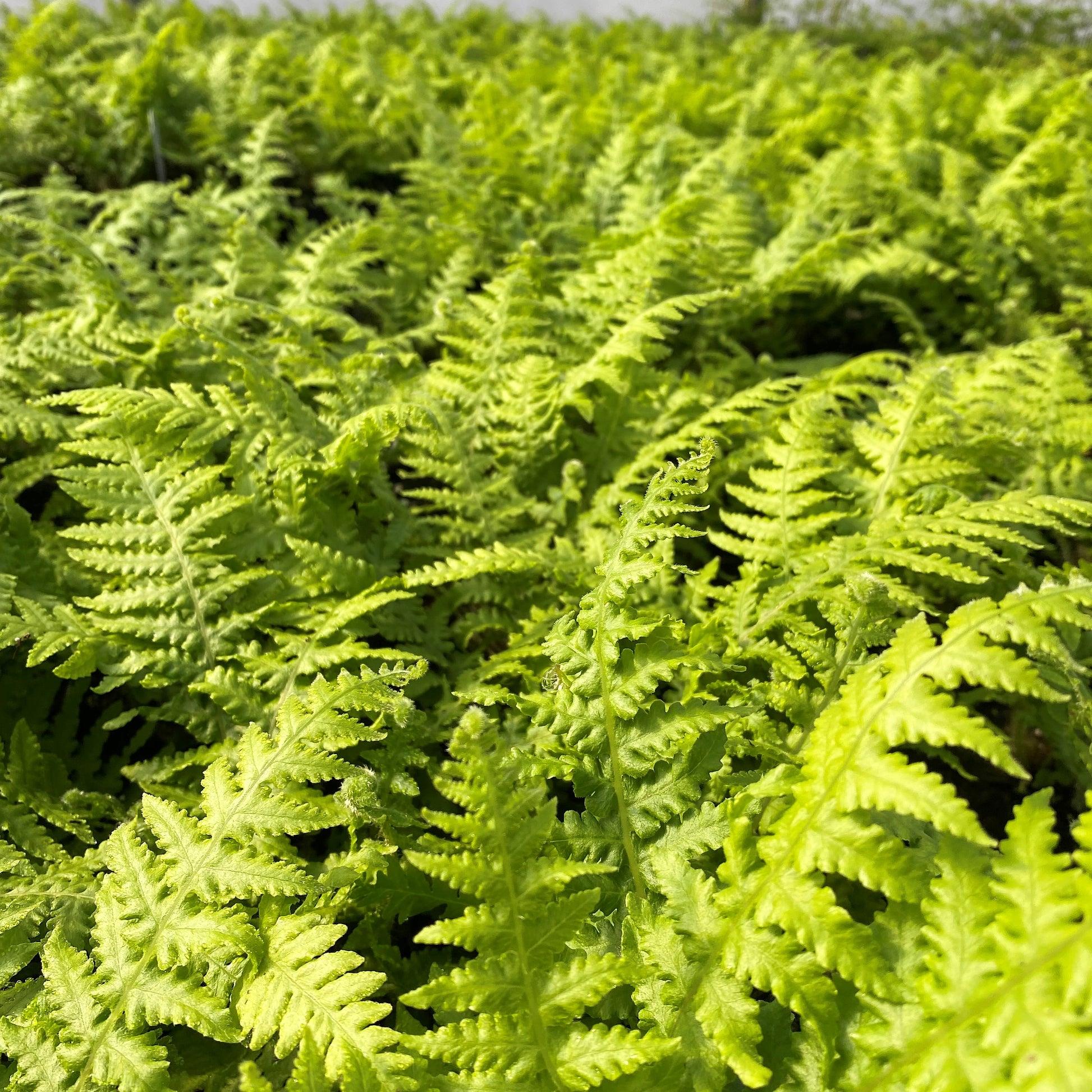 Japanese Beech Fern 1Q