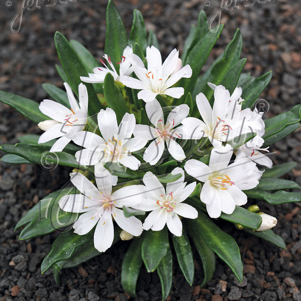 Lewisia longipetala x Little Snowberry 3.25"