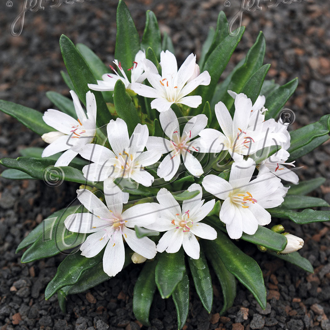 Lewisia longipetala x Little Snowberry 3.25"