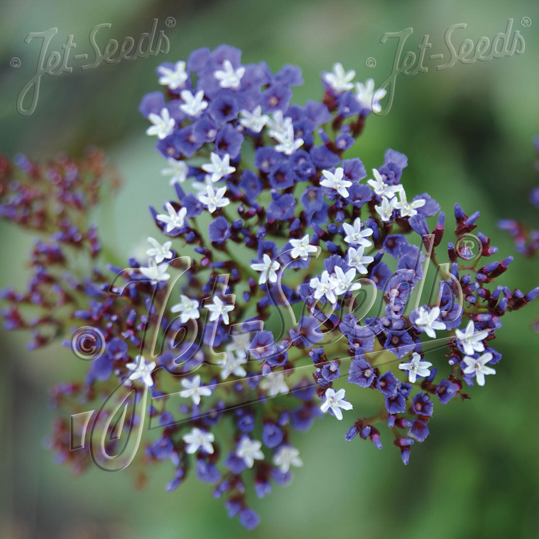 Limonium perezii Blue Smoke 1Q