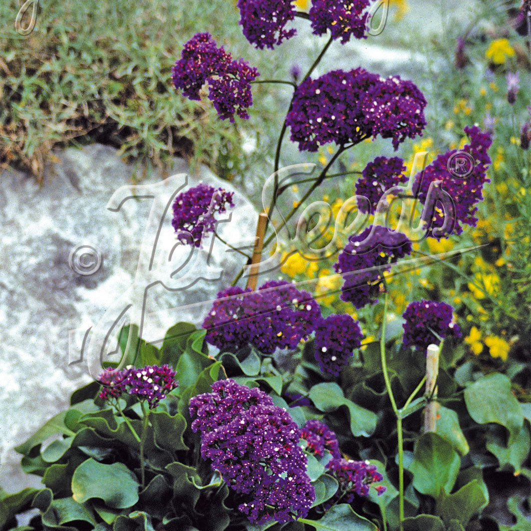 Limonium perezii Blue Smoke 1Q