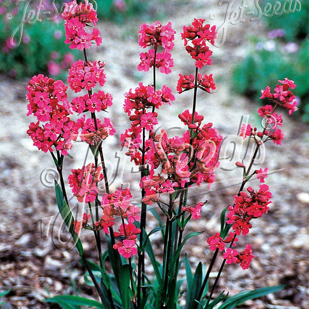 Lychnis viscaria Firebird 1G