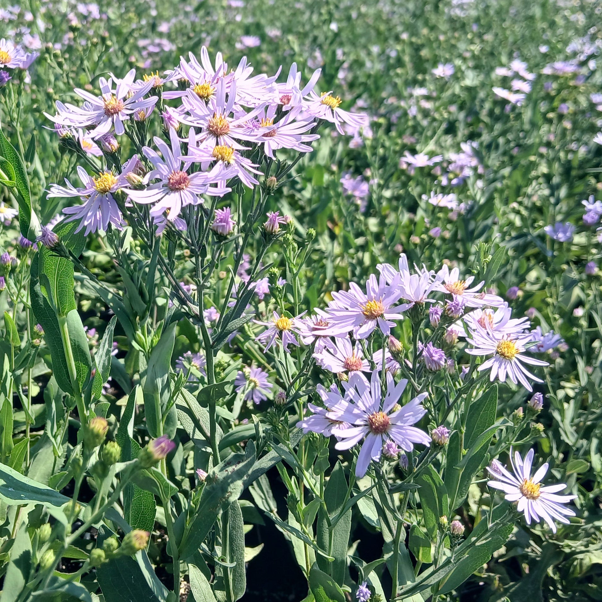 Aster laevis 1G