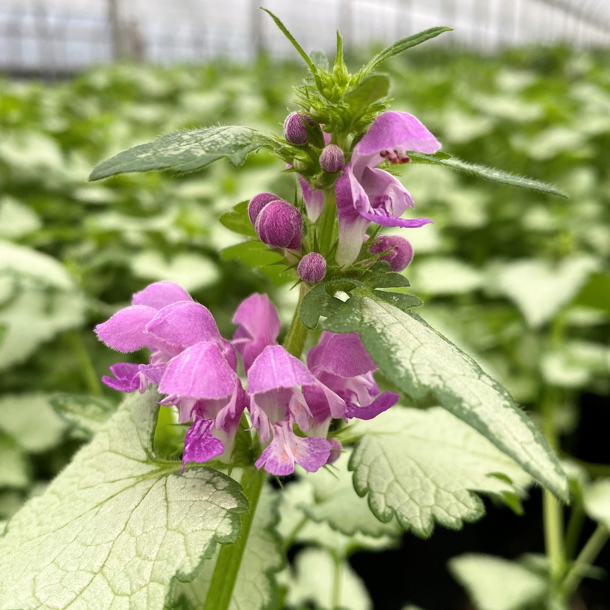 Lamium maculatum Orchid Frost 1G
