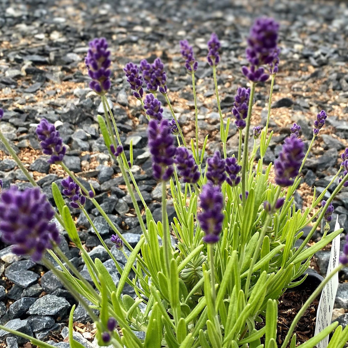Lavandula Superblue 1G