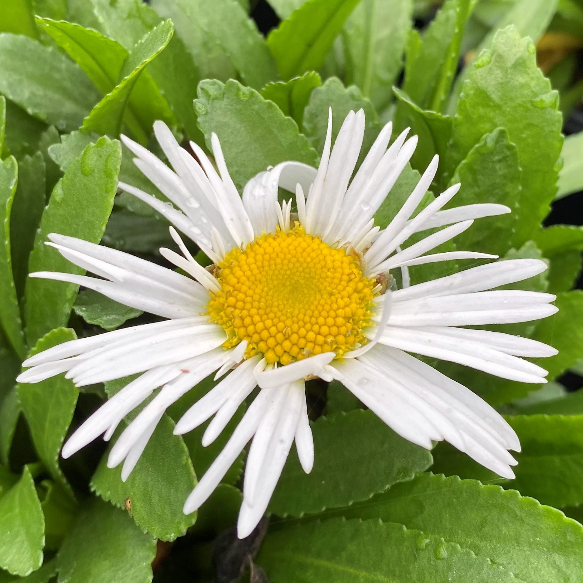 Leucanthemum x superbum Madonna 1Q