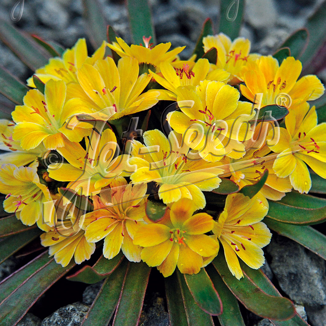 Lewisia longipetala x Little Mango 3.25"