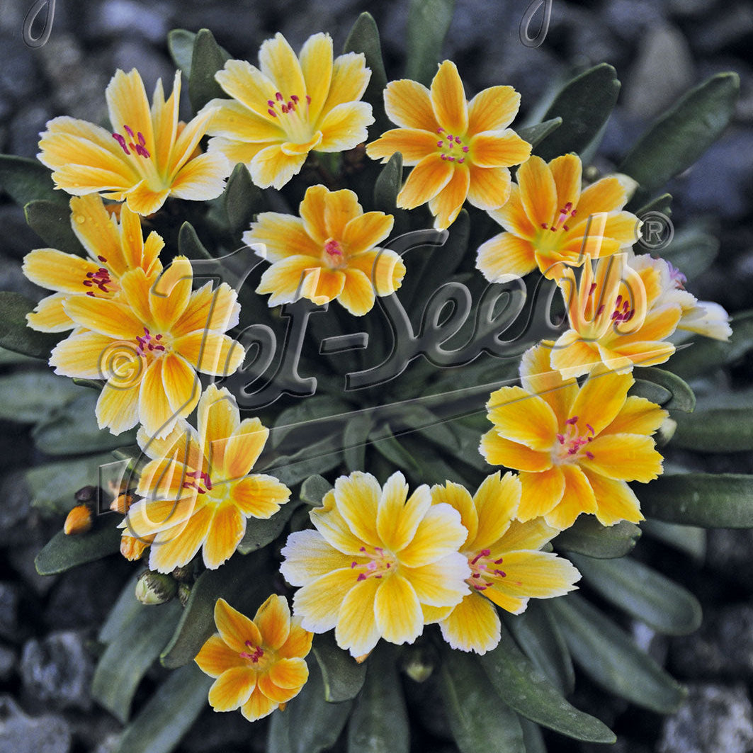 Lewisia longipetala x Little Mango 3.25"