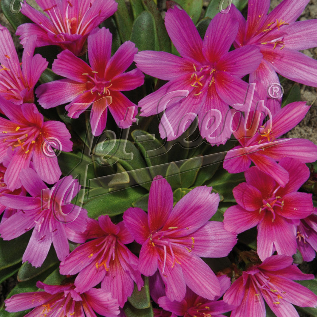 Lewisia longipetala x Little Raspberry 3.25"