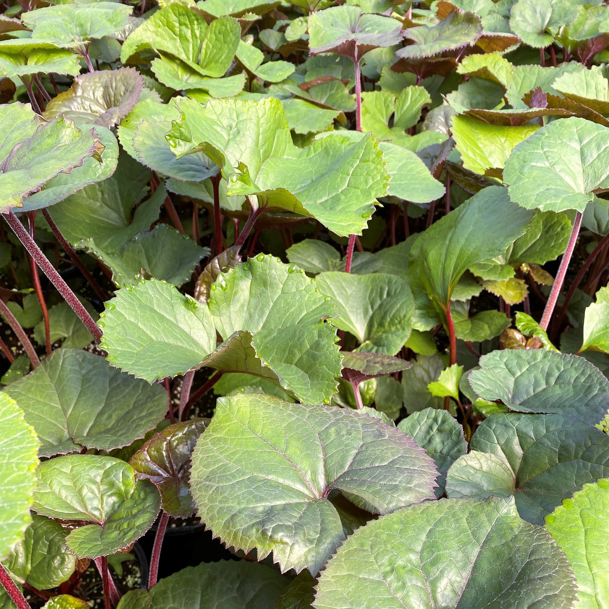 Ligularia dentata Desdemona 1G