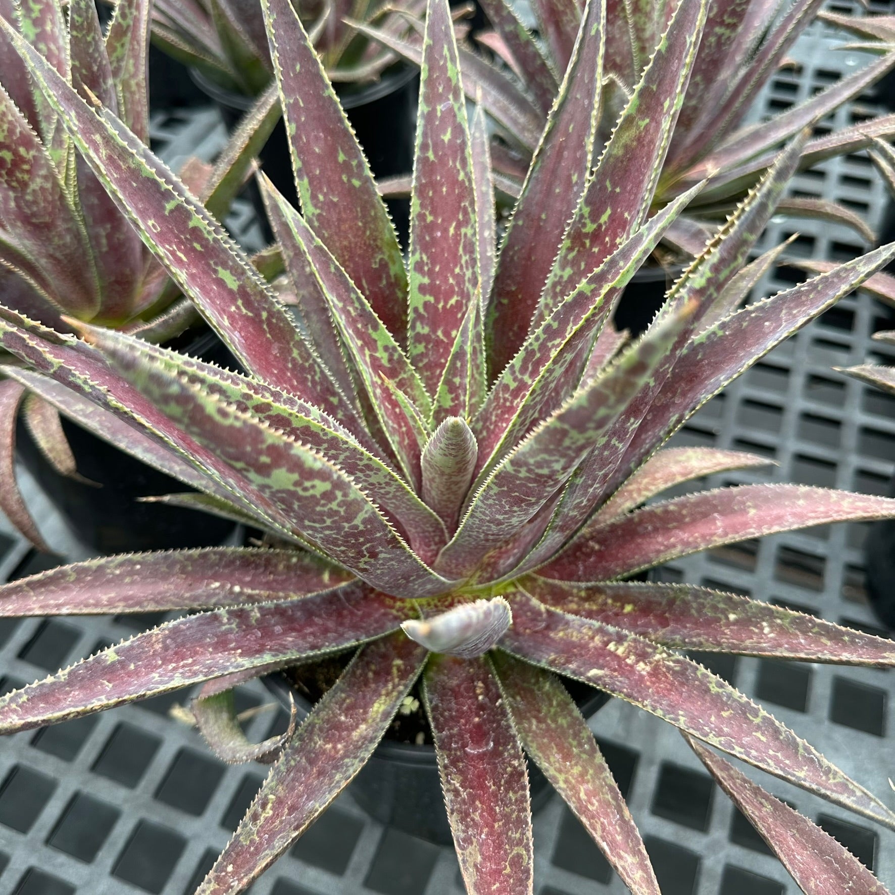 Mangave Blazing Saddles 2G