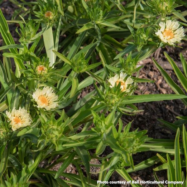 Stokesia laevis Mary Gregory 1G